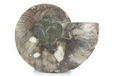 Cut & Polished Ammonite Fossil (Half) - Madagascar #362362-1